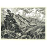 Горная тайга