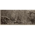 Подпись гравера: Пауль Фрухауф (Paul Frühauf)